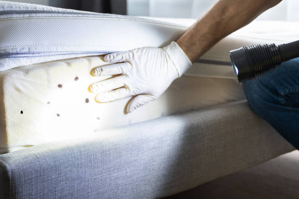 Best Wasp Removal Services  in Carterville, MO