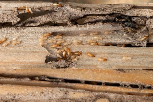 Best Insect Control  in Carterville, MO