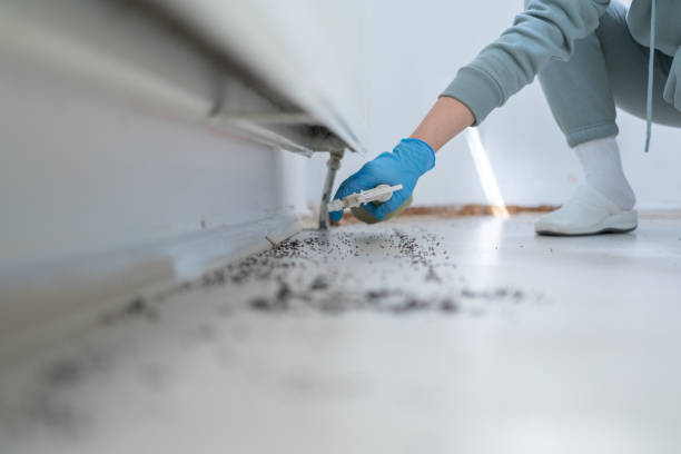 Best Flea Control Services  in Carterville, MO